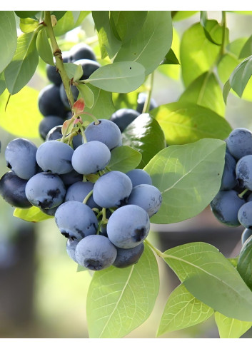 MYRTILLE DES JARDINS BLUEGOLD - Vaccinium corymbosum