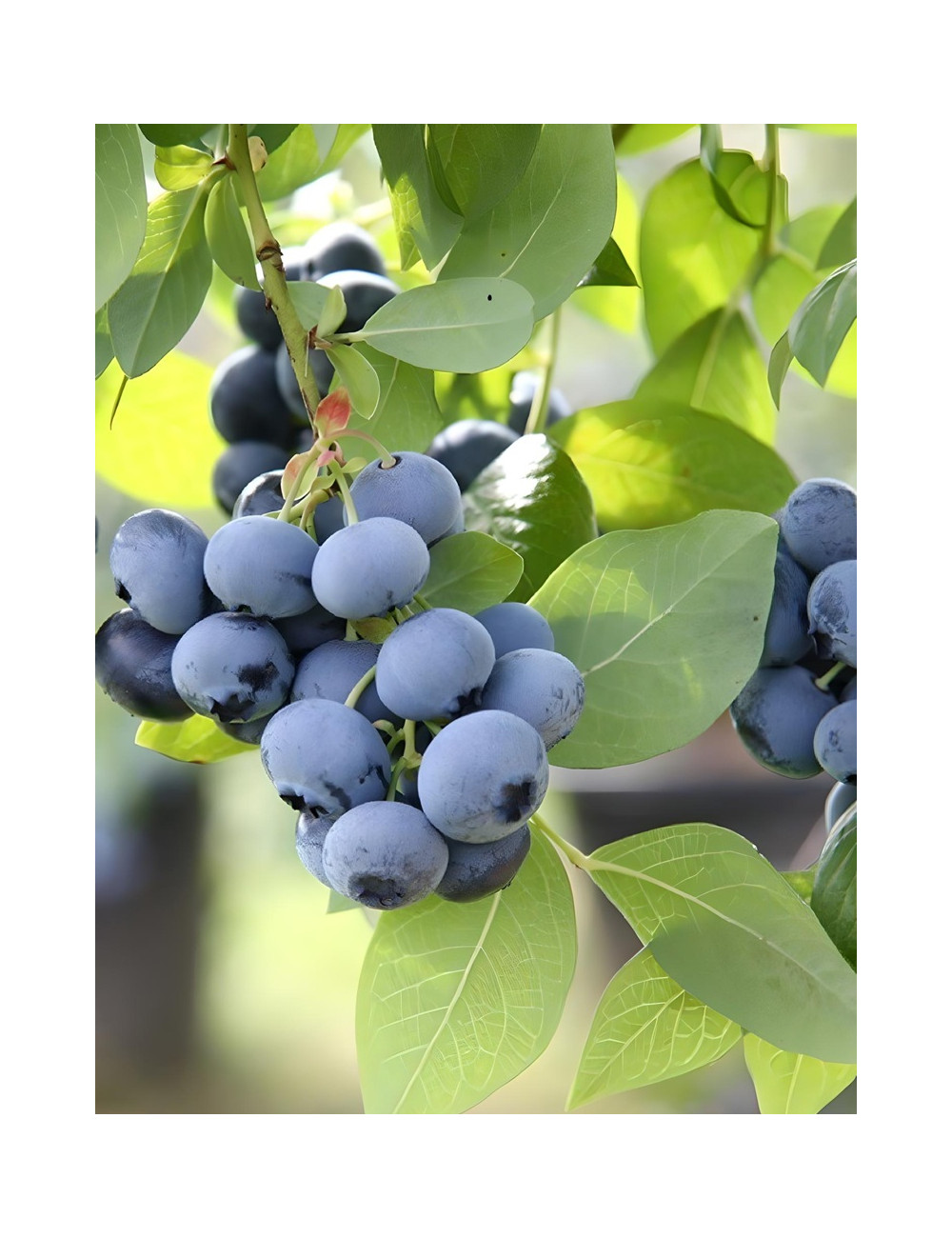 MYRTILLE DES JARDINS BLUEGOLD - Vaccinium corymbosum