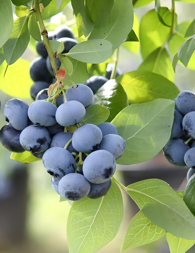MYRTILLE DES JARDINS BLUEGOLD - Vaccinium corymbosum