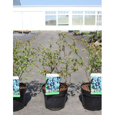 MYRTILLE DES JARDINS BLUEGOLD - Vaccinium corymbosum En pot de 3-4 litres buisson
