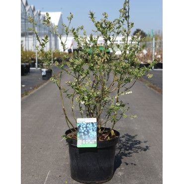MYRTILLE DES JARDINS BLUEGOLD - Vaccinium corymbosum En pot de 10-12 litres buisson extra