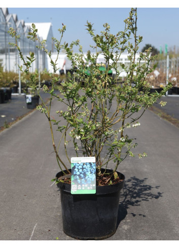 MYRTILLE DES JARDINS BLUEGOLD - Vaccinium corymbosum En pot de 10-12 litres buisson extra