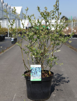 MYRTILLE DES JARDINS BLUEGOLD - Vaccinium corymbosum En pot de 10-12 litres buisson extra