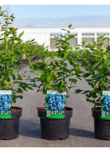 MYRTILLE DES JARDINS BLUEJAY - Vaccinium corymbosum En pot de 3-4 litres buisson