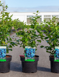 MYRTILLE DES JARDINS BLUEJAY - Vaccinium corymbosum En pot de 3-4 litres buisson