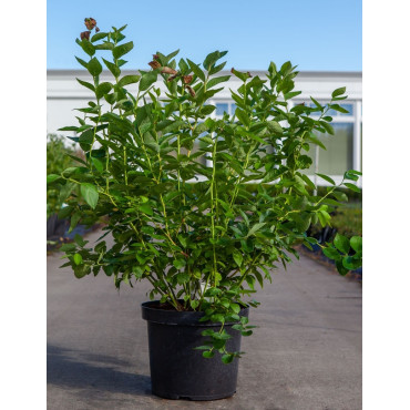 MYRTILLE DES JARDINS BLUEJAY - Vaccinium corymbosum En pot de 10-12 litres buisson extra