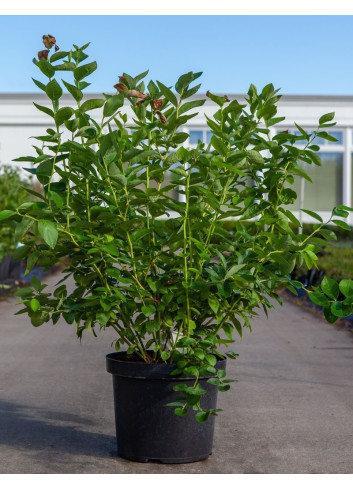 MYRTILLE DES JARDINS BLUEJAY - Vaccinium corymbosum En pot de 10-12 litres buisson extra