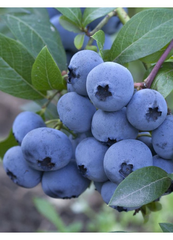 MYRTILLE DES JARDINS BLUEJAY - Vaccinium corymbosum