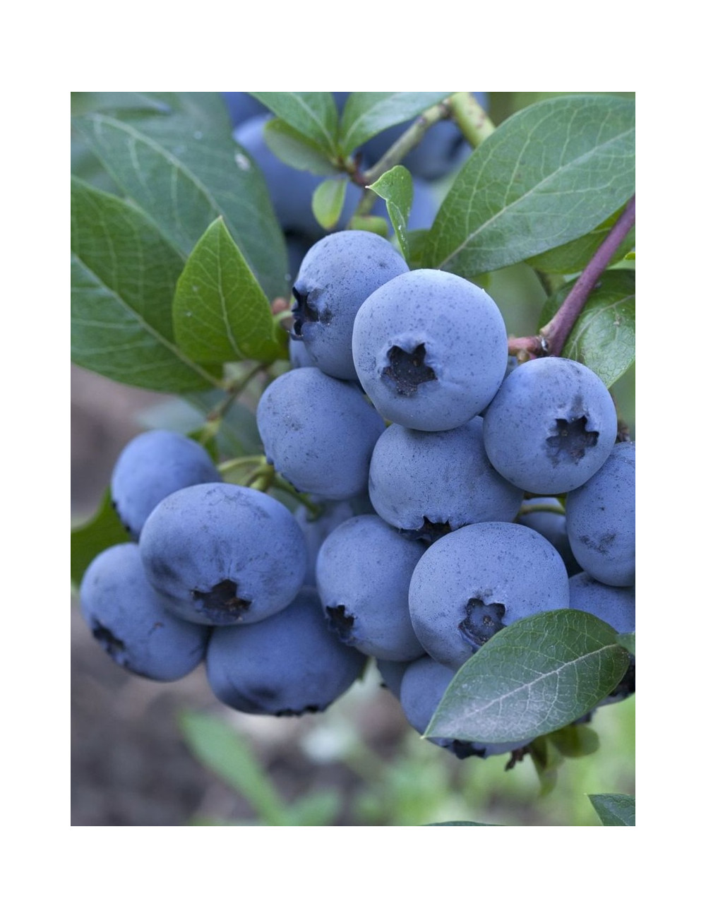 MYRTILLE DES JARDINS BLUEJAY - Vaccinium corymbosum