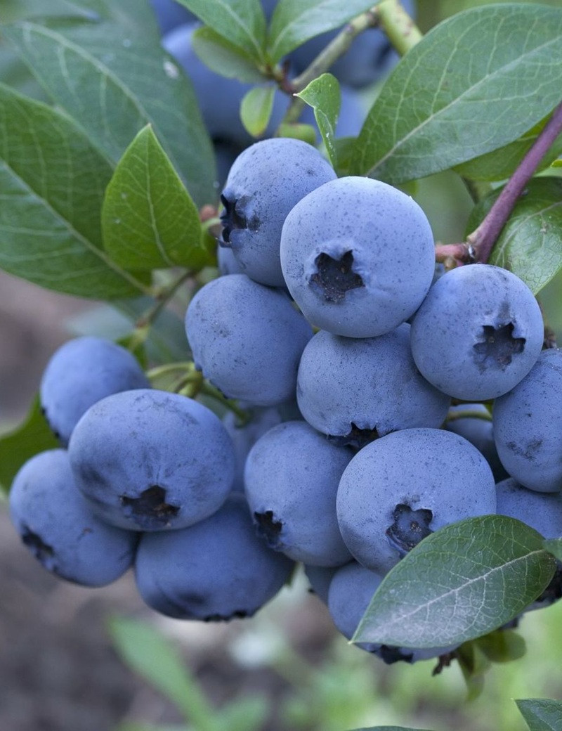 MYRTILLE DES JARDINS BLUEJAY - Vaccinium corymbosum