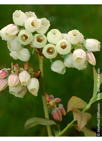MYRTILLE DES JARDINS BLUEGOLD - Vaccinium corymbosum
