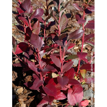 MYRTILLE DES JARDINS BLUEGOLD - Vaccinium corymbosum