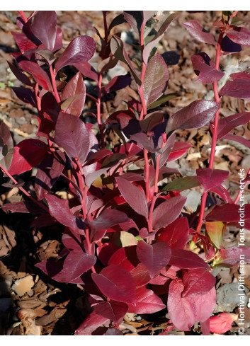 MYRTILLE DES JARDINS BLUEGOLD - Vaccinium corymbosum