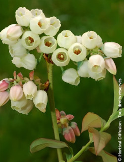 MYRTILLE DES JARDINS DUKE - Vaccinium corymbosum