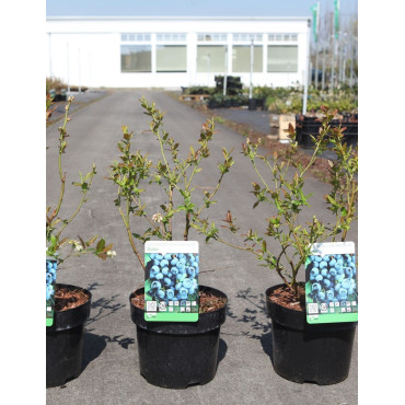 MYRTILLE DES JARDINS DUKE - Vaccinium corymbosum En pot de 3-4 litres buisson
