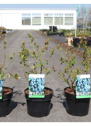 MYRTILLE DES JARDINS DUKE - Vaccinium corymbosum En pot de 3-4 litres buisson