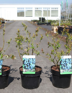 MYRTILLE DES JARDINS DUKE - Vaccinium corymbosum En pot de 3-4 litres buisson