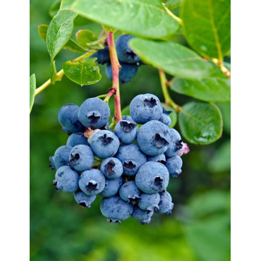MYRTILLE DES JARDINS DUKE - Vaccinium corymbosum