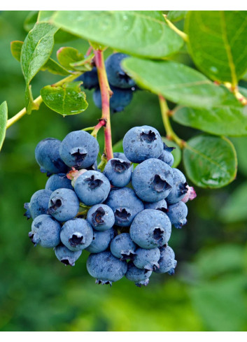 MYRTILLE DES JARDINS DUKE - Vaccinium corymbosum