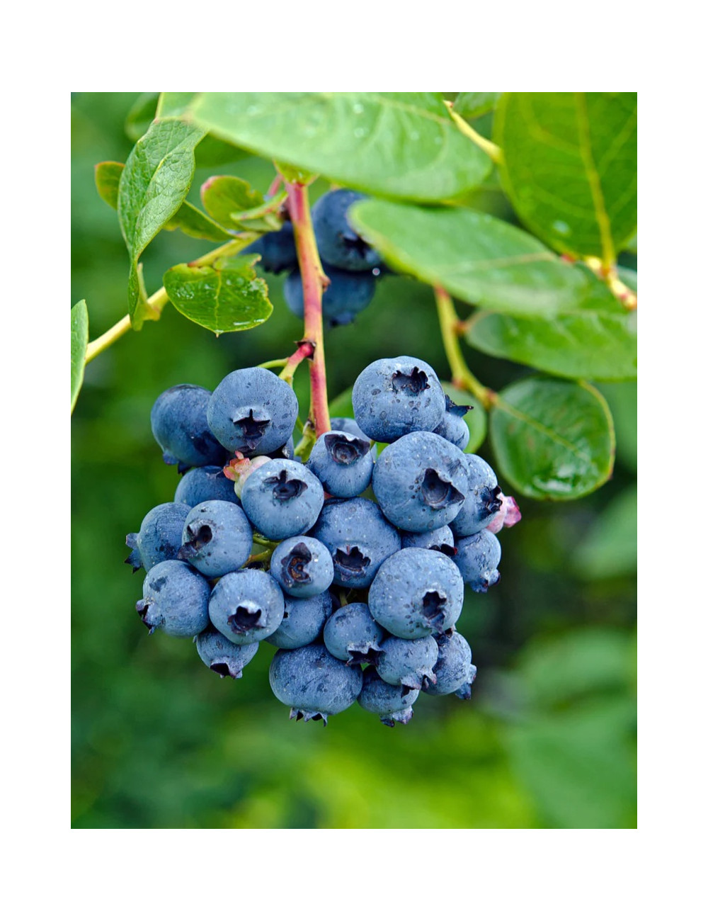 MYRTILLE DES JARDINS DUKE - Vaccinium corymbosum