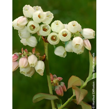 MYRTILLE DES JARDINS GOLDTRAUBE - Vaccinium corymbosum