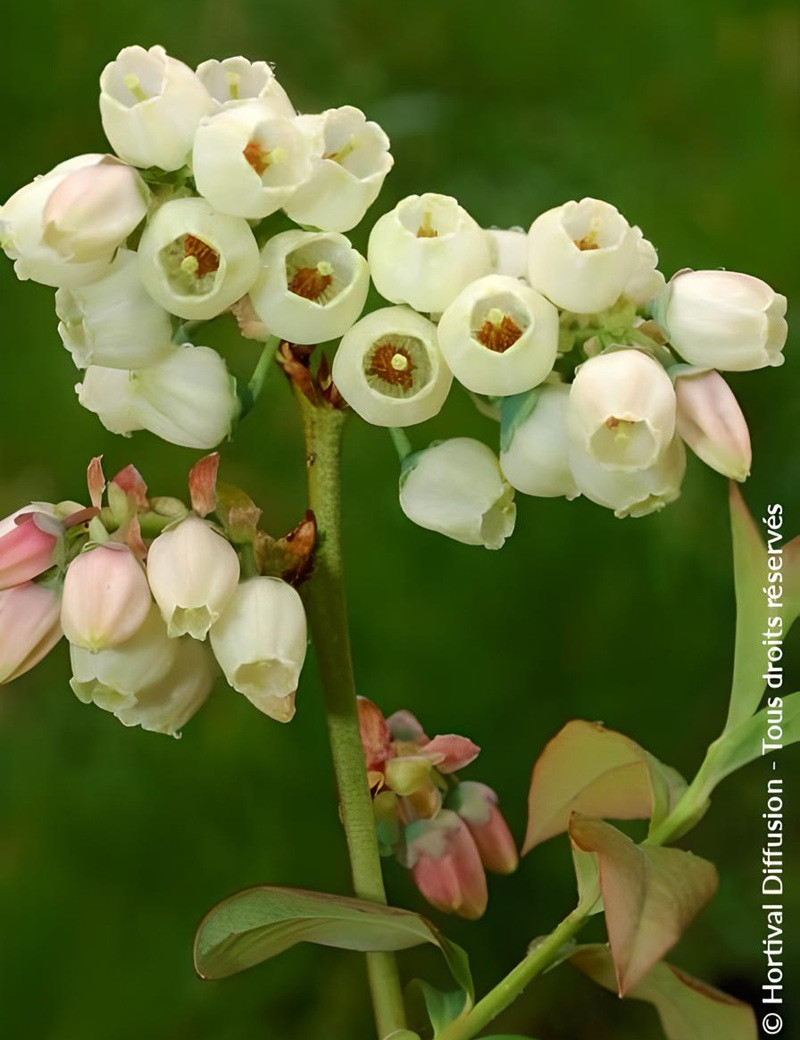 MYRTILLE DES JARDINS GOLDTRAUBE - Vaccinium corymbosum