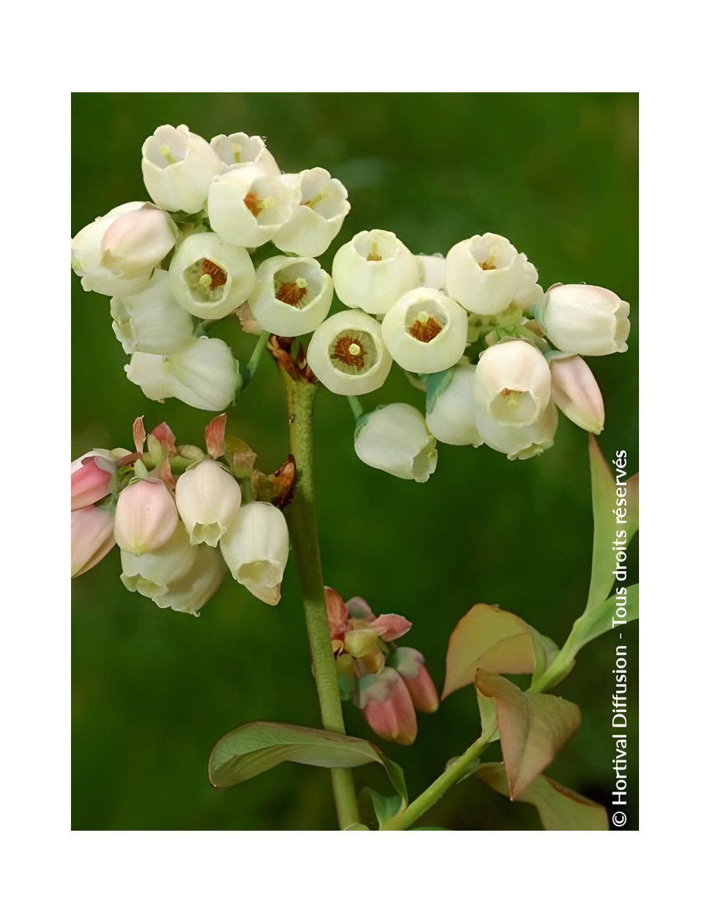 MYRTILLE DES JARDINS GOLDTRAUBE - Vaccinium corymbosum