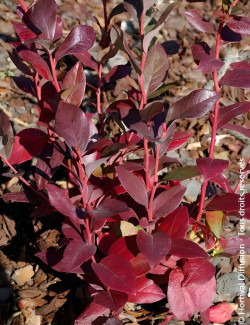 MYRTILLE DES JARDINS GOLDTRAUBE - Vaccinium corymbosum