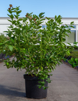 MYRTILLE DES JARDINS GOLDTRAUBE - Vaccinium corymbosum En pot de 10-12 litres forme buisson extra