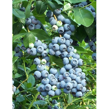 MYRTILLE DES JARDINS GOLDTRAUBE - Vaccinium corymbosum