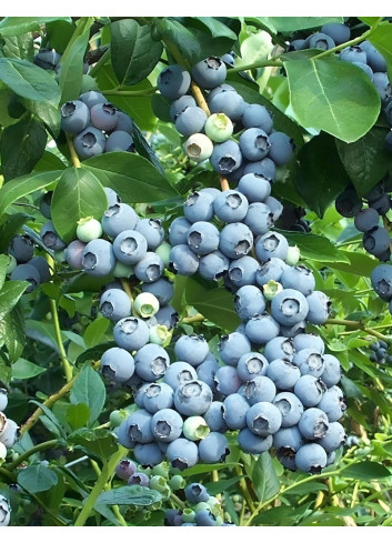 MYRTILLE DES JARDINS GOLDTRAUBE - Vaccinium corymbosum