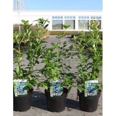 MYRTILLE DES JARDINS GOLDTRAUBE - Vaccinium corymbosum En pot de 3-4 litres buisson