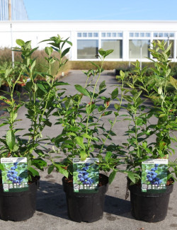 MYRTILLE DES JARDINS GOLDTRAUBE - Vaccinium corymbosum En pot de 3-4 litres buisson