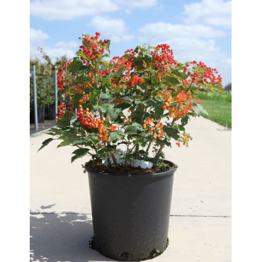 VIBURNUM opulus COMPACTUM - Viorne boule de neige, Viorne aubier En pot de 15-20 litres forme buisson hauteur 060-080 cm
