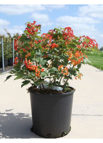 VIBURNUM opulus COMPACTUM - Viorne boule de neige, Viorne aubier En pot de 15-20 litres forme buisson hauteur 060-080 cm