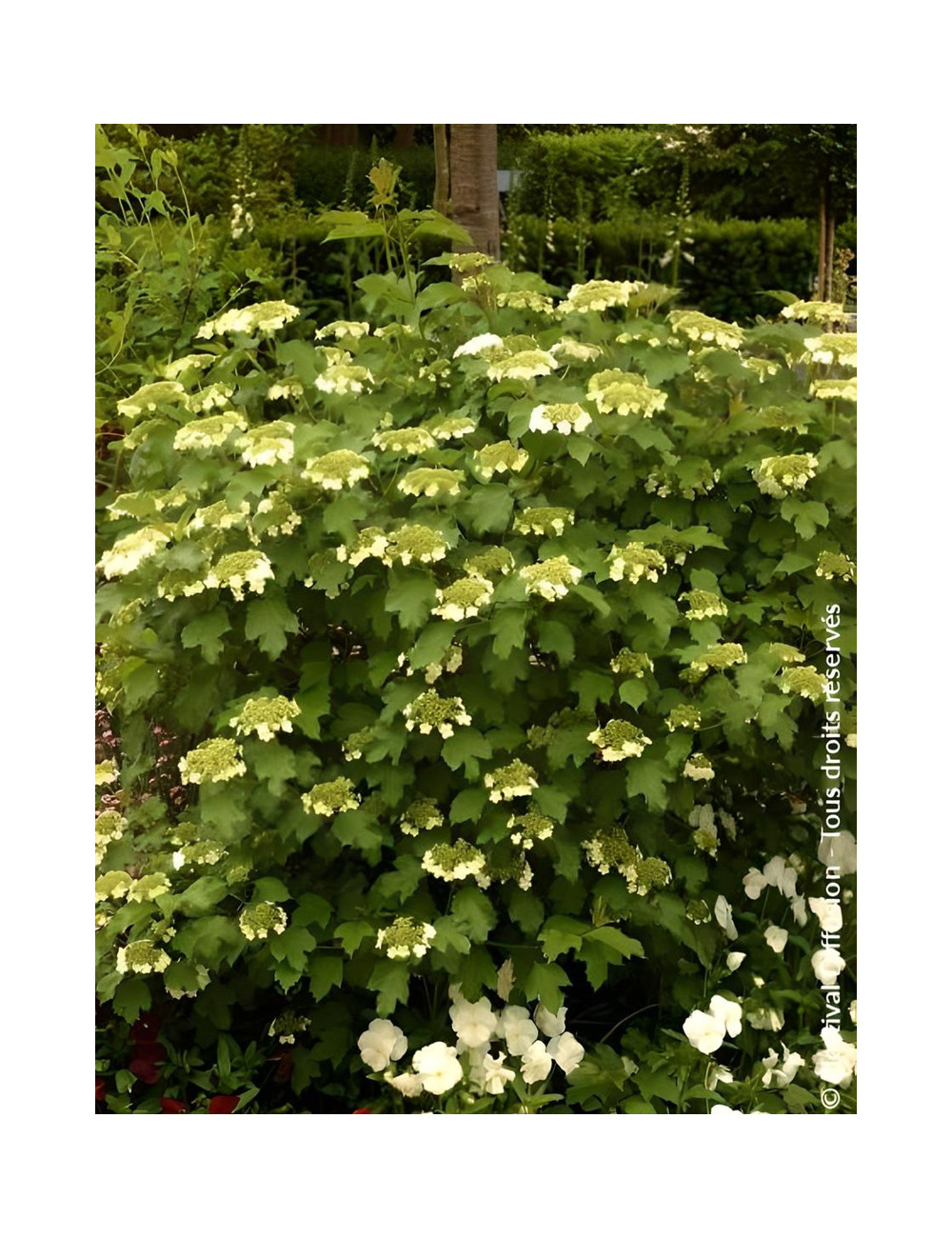 VIBURNUM opulus COMPACTUM - Viorne boule de neige, Viorne aubier
