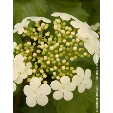 VIBURNUM opulus COMPACTUM - Viorne boule de neige, Viorne aubier
