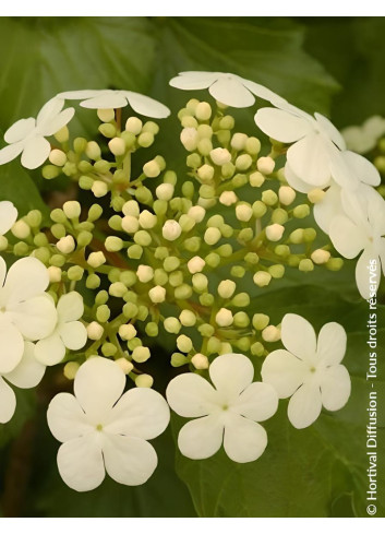 VIBURNUM opulus COMPACTUM - Viorne boule de neige, Viorne aubier