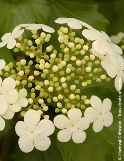 VIBURNUM opulus COMPACTUM - Viorne boule de neige, Viorne aubier