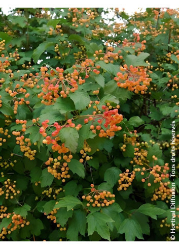 VIBURNUM opulus COMPACTUM - Viorne boule de neige, Viorne aubier