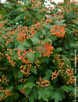 VIBURNUM opulus COMPACTUM - Viorne boule de neige, Viorne aubier