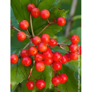 VIBURNUM opulus COMPACTUM - Viorne boule de neige, Viorne aubier