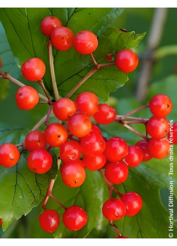VIBURNUM opulus COMPACTUM - Viorne boule de neige, Viorne aubier