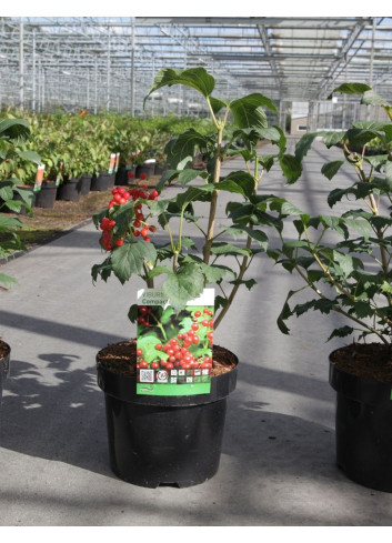 VIBURNUM opulus COMPACTUM - Viorne boule de neige, Viorne aubier En pot de 3-4 litres forme buisson hauteur 030-040 cm