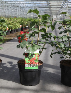 VIBURNUM opulus COMPACTUM - Viorne boule de neige, Viorne aubier En pot de 3-4 litres forme buisson hauteur 030-040 cm