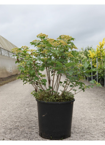 VIBURNUM opulus COMPACTUM - Viorne boule de neige, Viorne aubier En pot de 15-20 litres forme buisson hauteur 060-080 cm