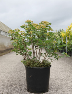 VIBURNUM opulus COMPACTUM - Viorne boule de neige, Viorne aubier En pot de 15-20 litres forme buisson hauteur 060-080 cm
