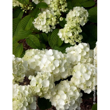 VIBURNUM plicatum POPCORN - Viorne