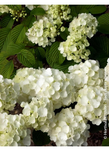 VIBURNUM plicatum POPCORN - Viorne