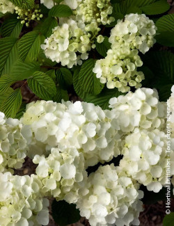VIBURNUM plicatum POPCORN - Viorne